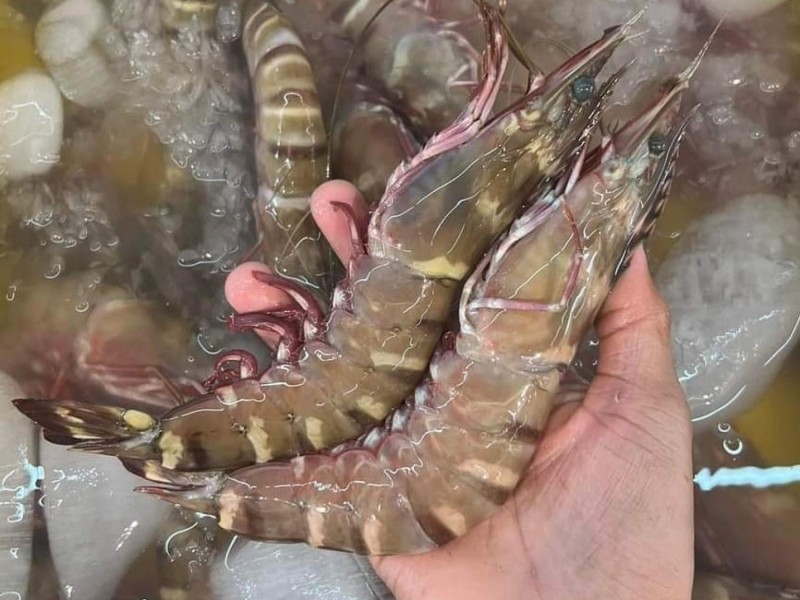 沙巴深海老虎虾 - 单只  So Seafood 海鲜小霸王