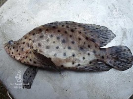 沙巴老鼠斑