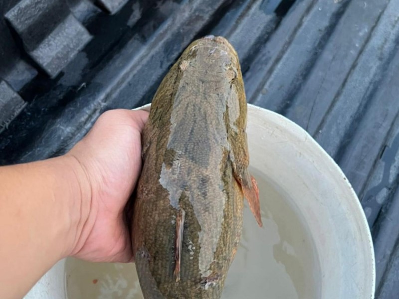 沙巴野生笋壳鱼 So Seafood 海鲜小霸王